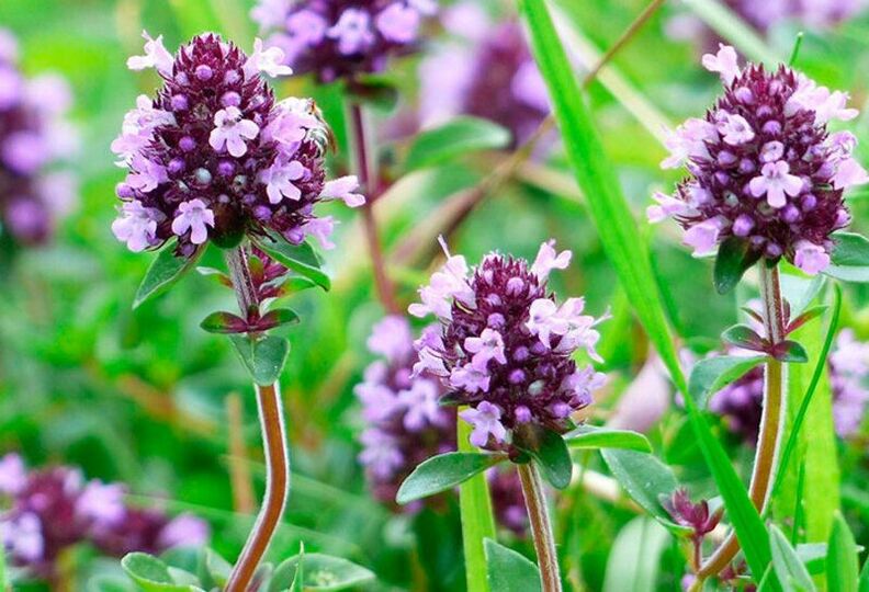 Thymian für die Potenz